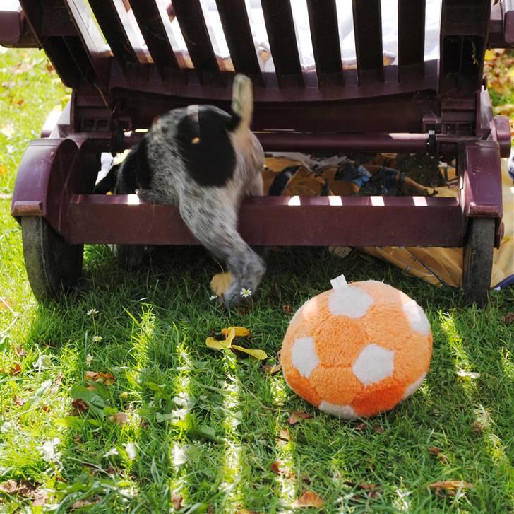 Ruhåret hønsehund Aya  (solgt) - Nå ikke, jamen så går jeg ind og putter lidt billede 7