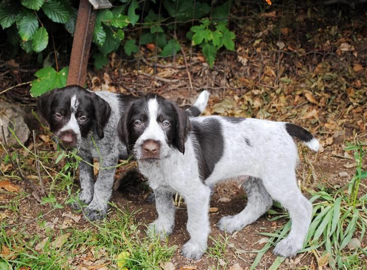 Ruhåret hønsehund Aya  (solgt) - Aya med sin bror Ozzy billede 8