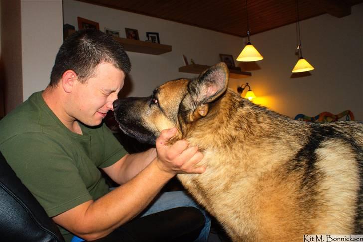 Schæferhund Rico billede 19