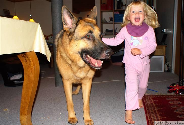 Schæferhund Rico billede 20