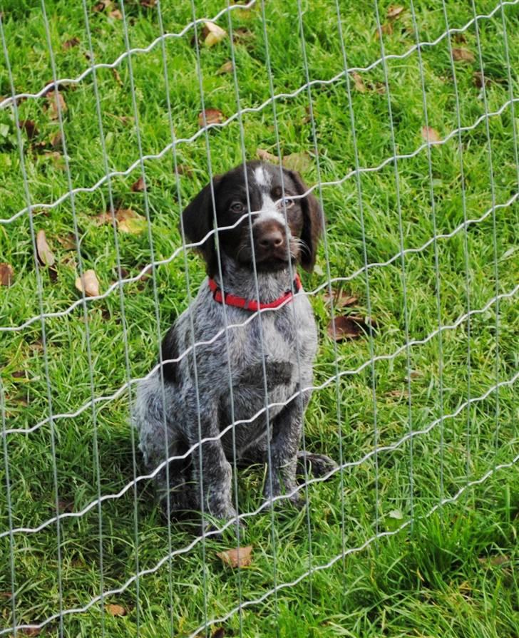 Ruhåret hønsehund Aya  (solgt) - Må jeg ikke godt komme ud i resten af haven, jeg kender det her stykke have som min egen bukselomme billede 9