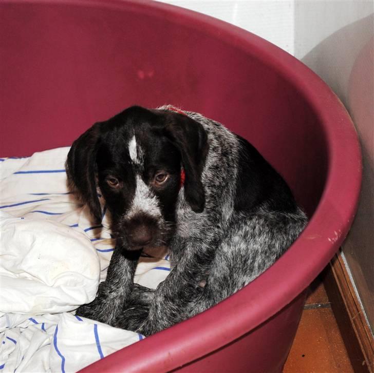 Ruhåret hønsehund Aya  (solgt) - Nu er jeg træt og har taget mors seng, billede 10