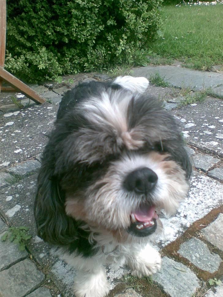 Blanding af racer Buller R.I.P himmelhund - Buller 15 år billede 2