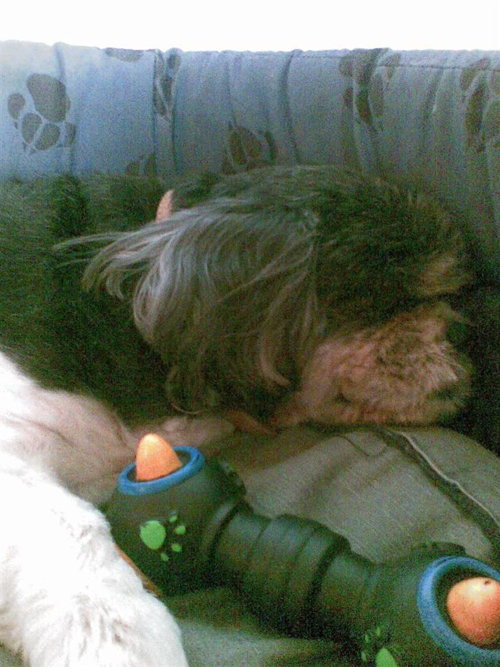 Blanding af racer Buller R.I.P himmelhund - Buller 15 år billede 3