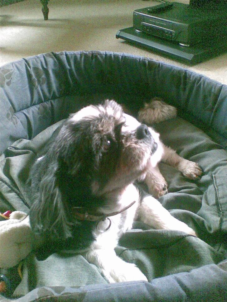 Blanding af racer Buller R.I.P himmelhund - Buller 15 år billede 4