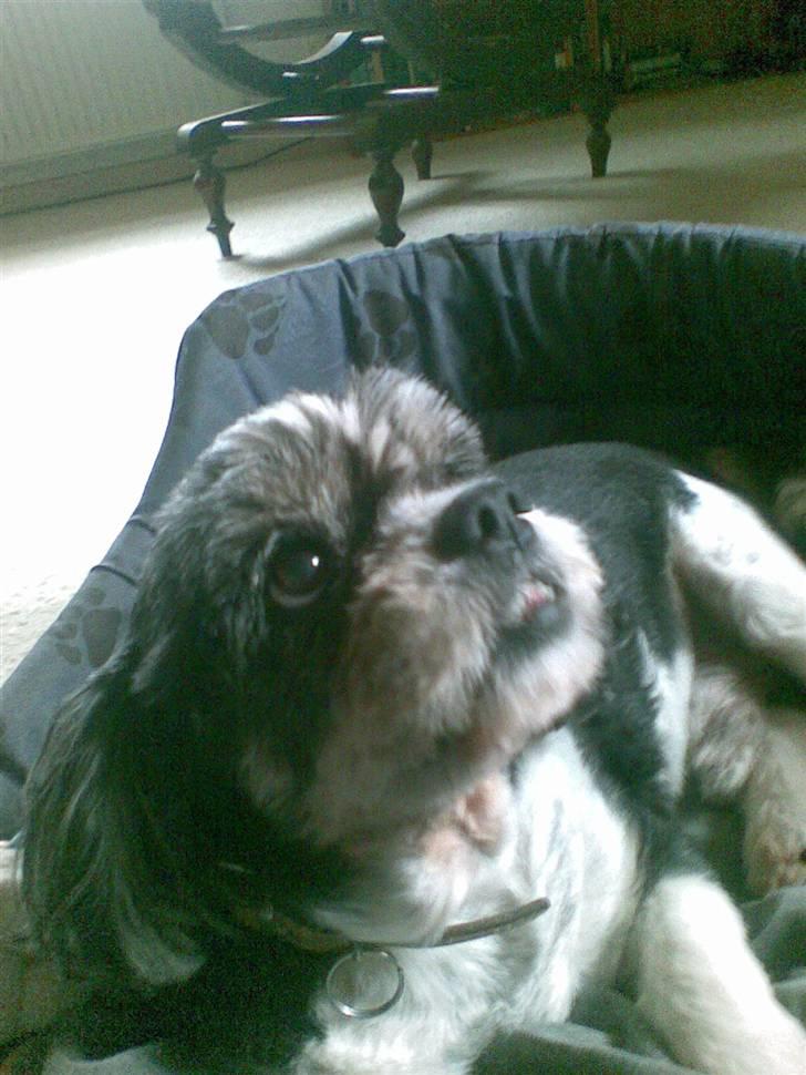 Blanding af racer Buller R.I.P himmelhund - Buller 15 år billede 5