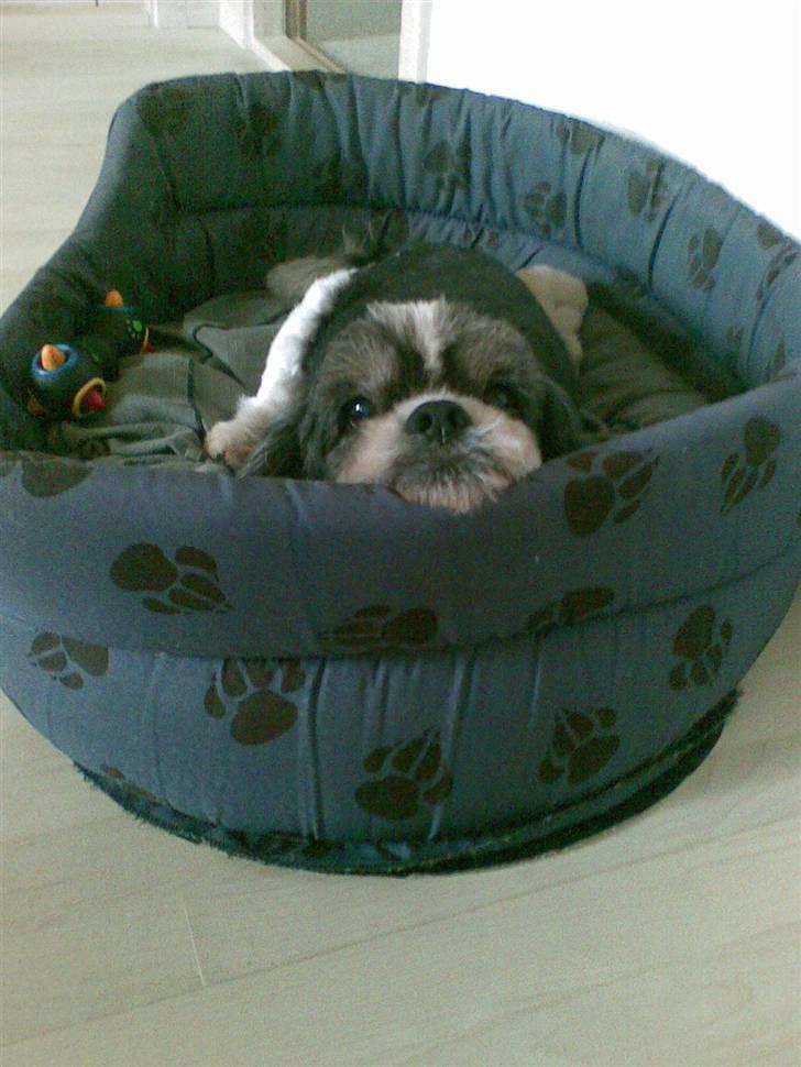 Blanding af racer Buller R.I.P himmelhund - Buller 15 år billede 1