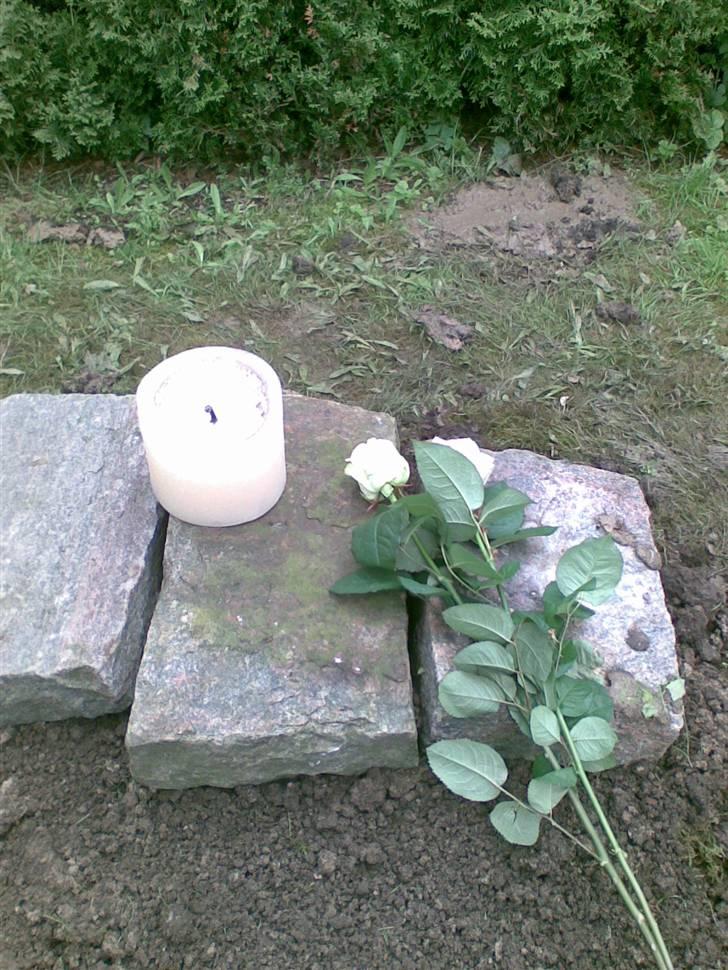 Blanding af racer Buller R.I.P himmelhund - Bullers gravsted i haven. billede 6