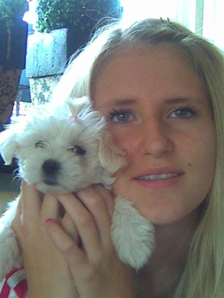 Malteser Pinky billede 1