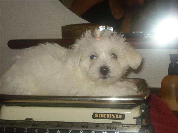 Malteser Pinky billede 2