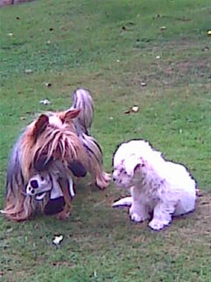 Malteser Pinky billede 3