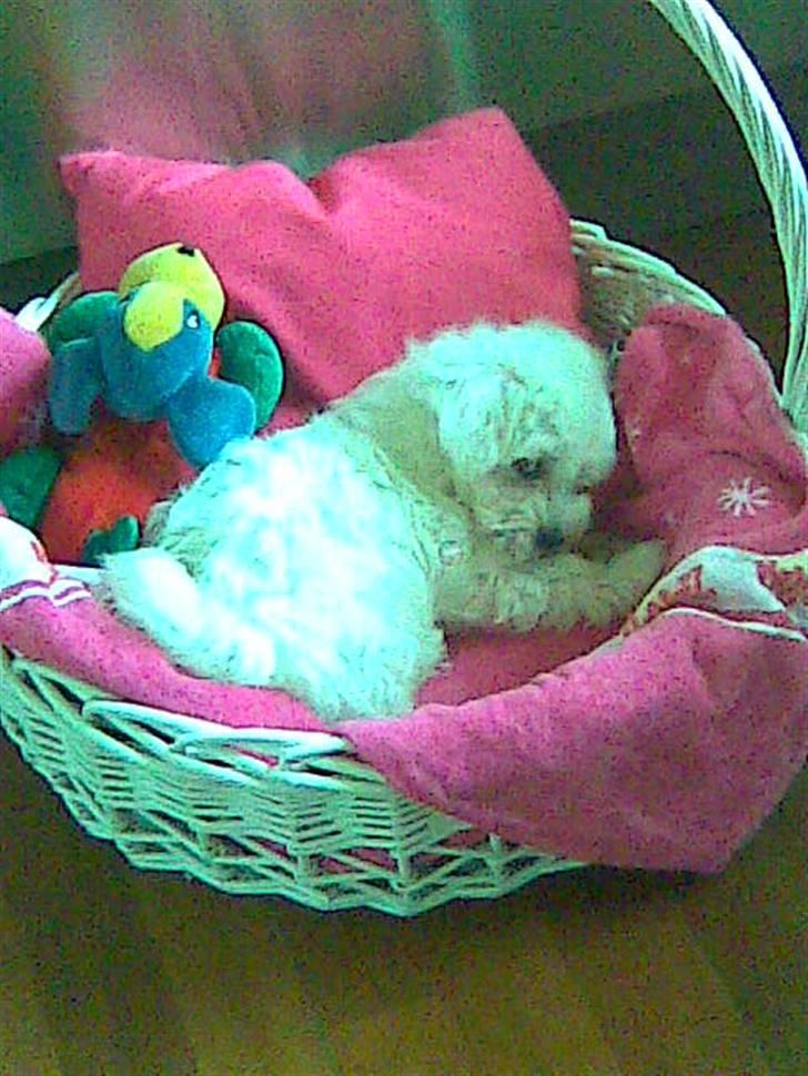 Malteser Pinky billede 4