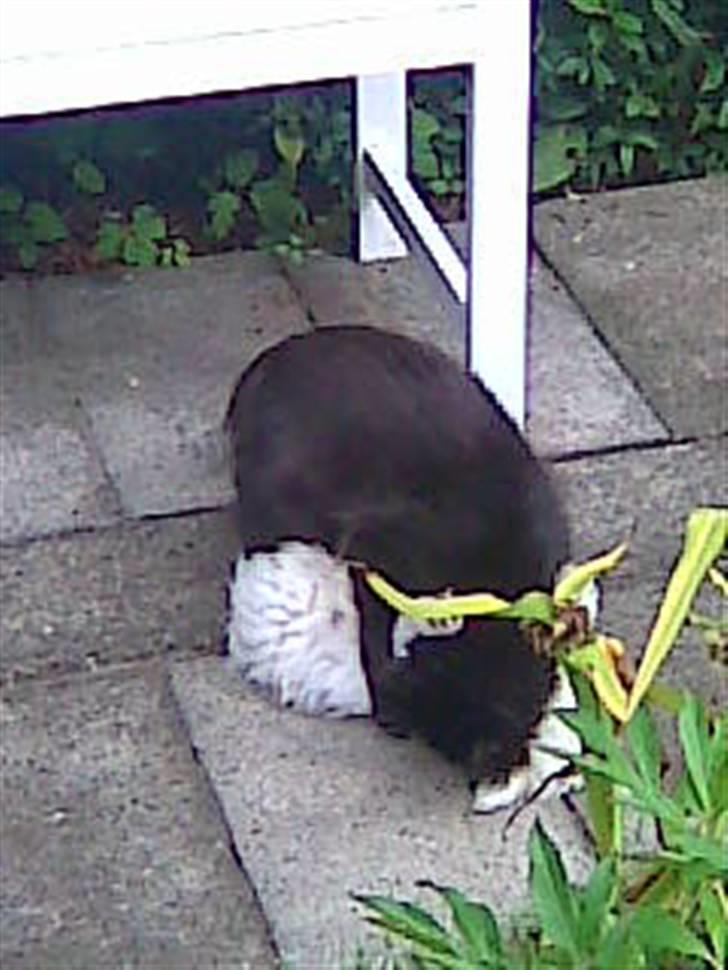 Malteser Pinky billede 5