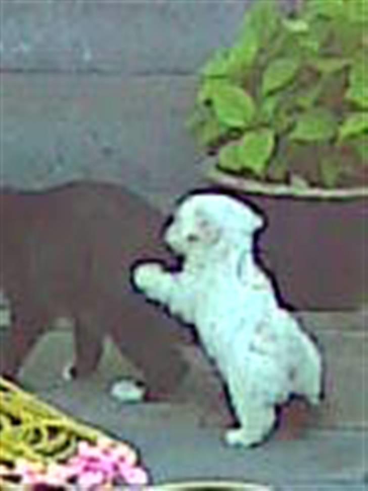 Malteser Pinky billede 6