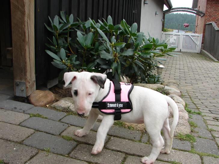 Bullterrier breslaus waltzing matilda billede 1