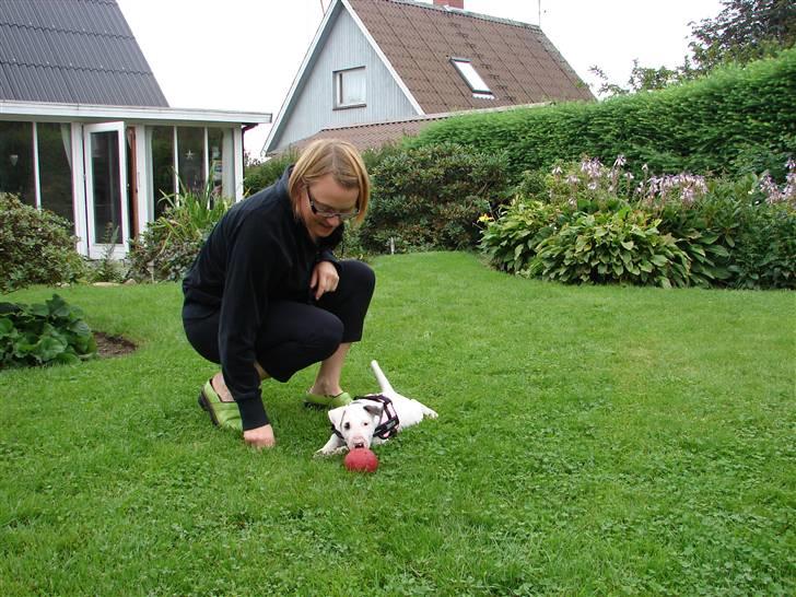 Bullterrier breslaus waltzing matilda billede 2