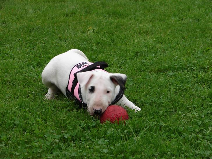 Bullterrier breslaus waltzing matilda billede 3