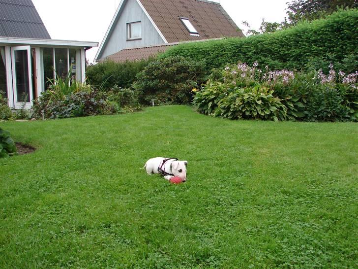 Bullterrier breslaus waltzing matilda billede 4