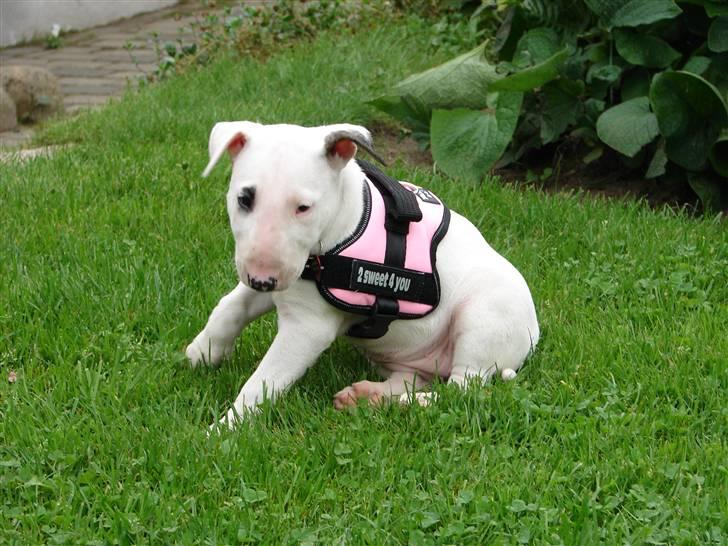 Bullterrier breslaus waltzing matilda billede 5