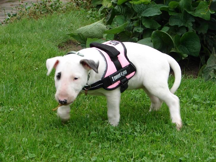 Bullterrier breslaus waltzing matilda billede 6