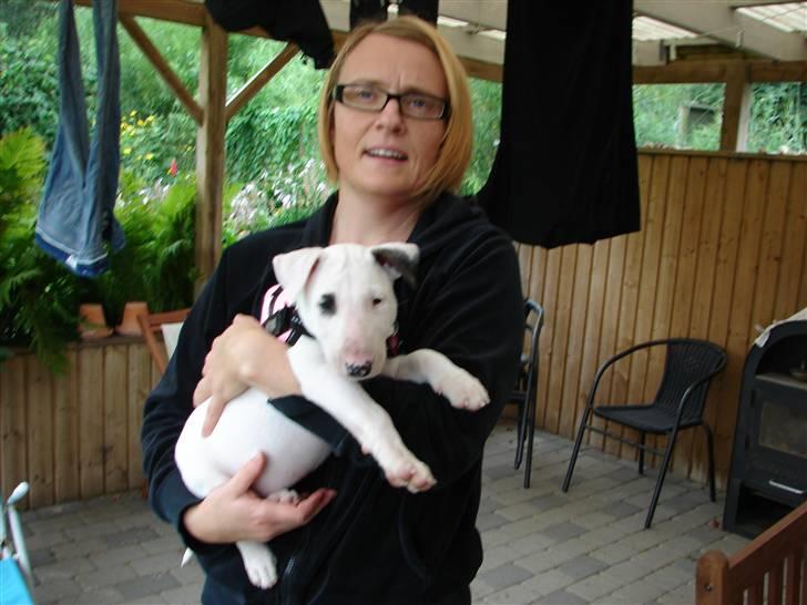 Bullterrier breslaus waltzing matilda billede 7