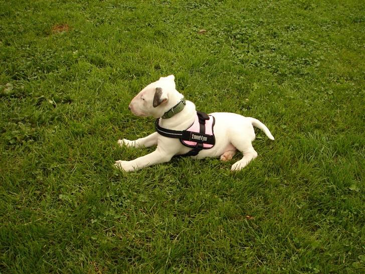 Bullterrier breslaus waltzing matilda billede 9