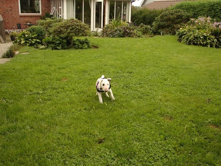 Bullterrier breslaus waltzing matilda billede 10