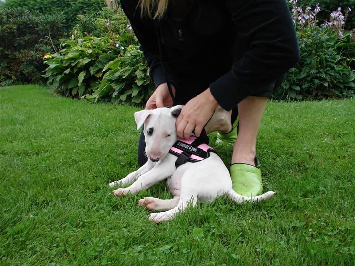 Bullterrier breslaus waltzing matilda billede 11