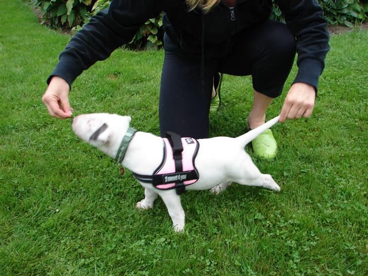 Bullterrier breslaus waltzing matilda billede 12