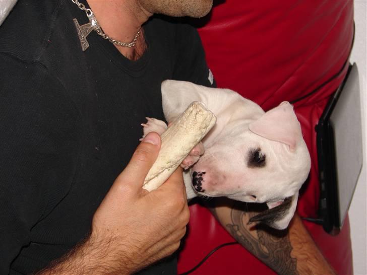 Bullterrier breslaus waltzing matilda billede 13