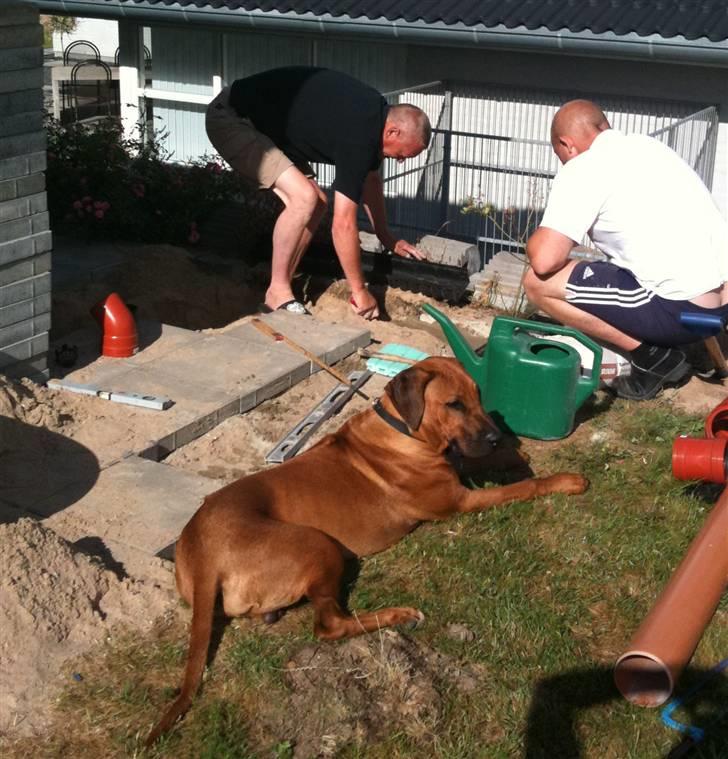 Rhodesian ridgeback Qato - Jeg har helt styr på hvad far og morfar laver...ikke nysgerrig, kigger bare billede 18