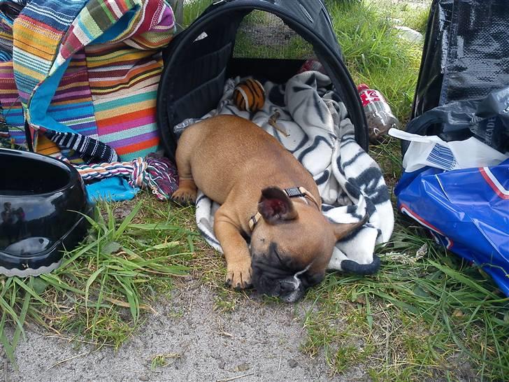Fransk bulldog Willie - 8 uger. På tur. billede 19