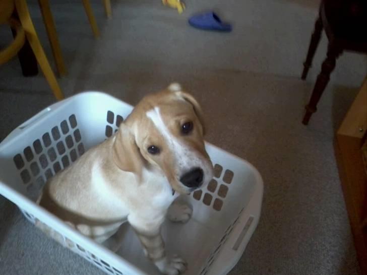 Dalmatiner Labrador Sir. Taurus II LØVEN II - Lille Taurus som sidder i vasketøjs kurven billede 7