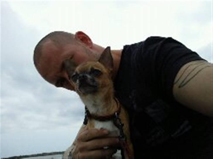 Chihuahua Pedro  billede 6