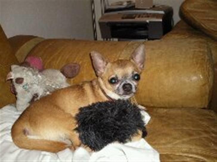 Chihuahua Pedro  billede 7