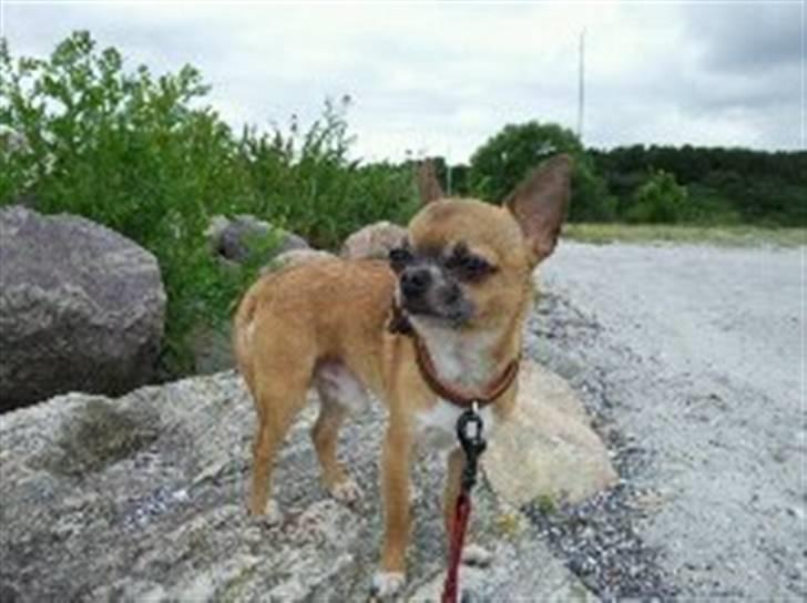 Chihuahua Pedro  billede 8