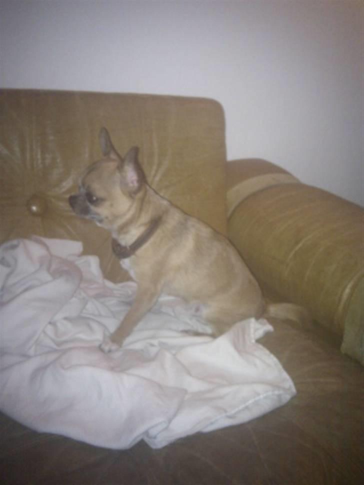 Chihuahua Pedro  billede 9