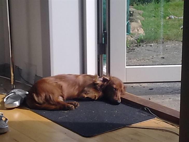 Dværggravhund Balder - frisk luft og sol...ja perfekt til en middagslur :) billede 12