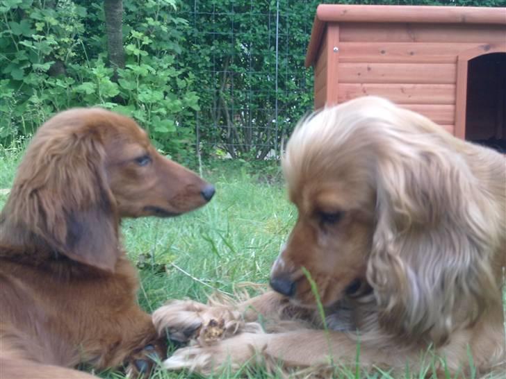 Dværggravhund Balder - Balder og hans veninde Nynne billede 14