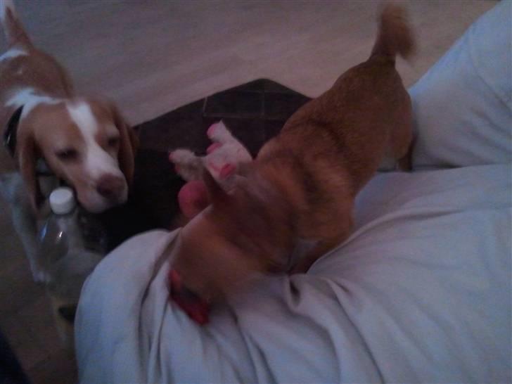 Chihuahua Pedro  billede 10