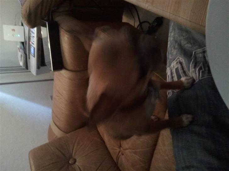 Chihuahua Pedro  billede 11