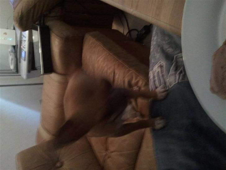 Chihuahua Pedro  billede 12