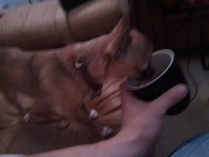 Chihuahua Pedro  billede 13