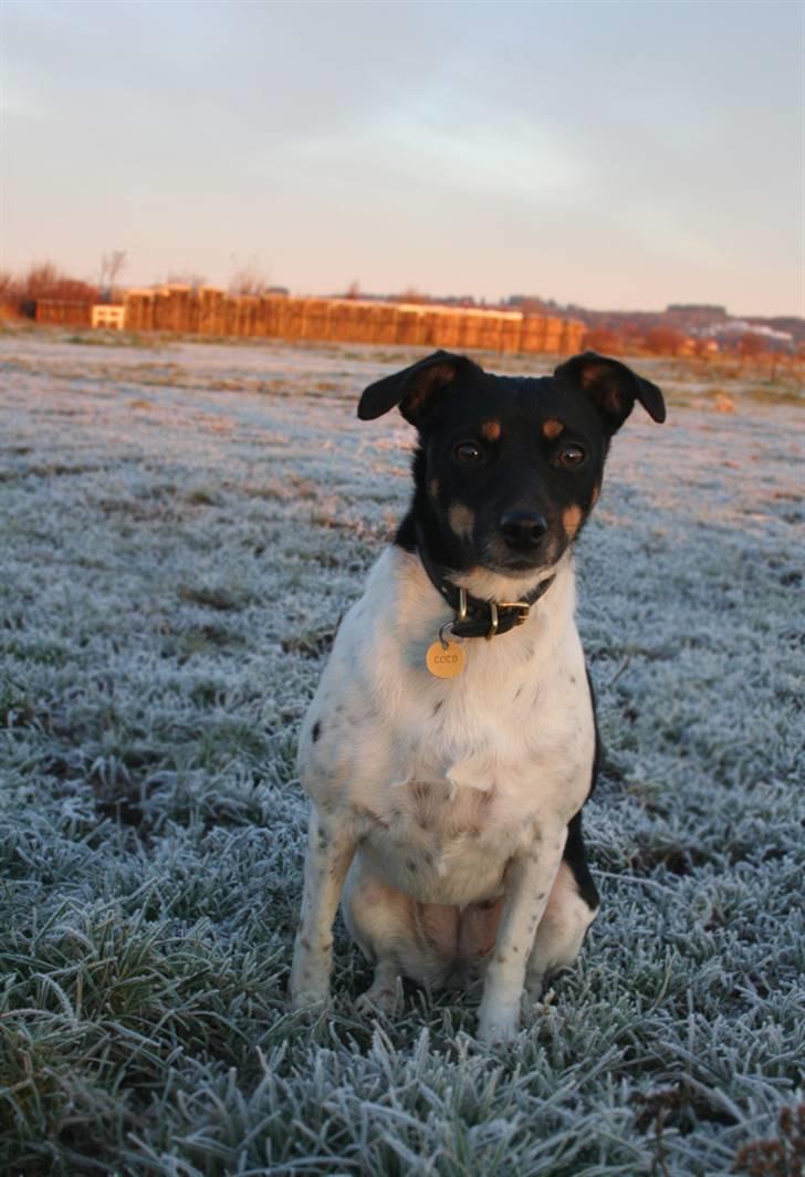 Dansk svensk gaardhund Coco billede 2