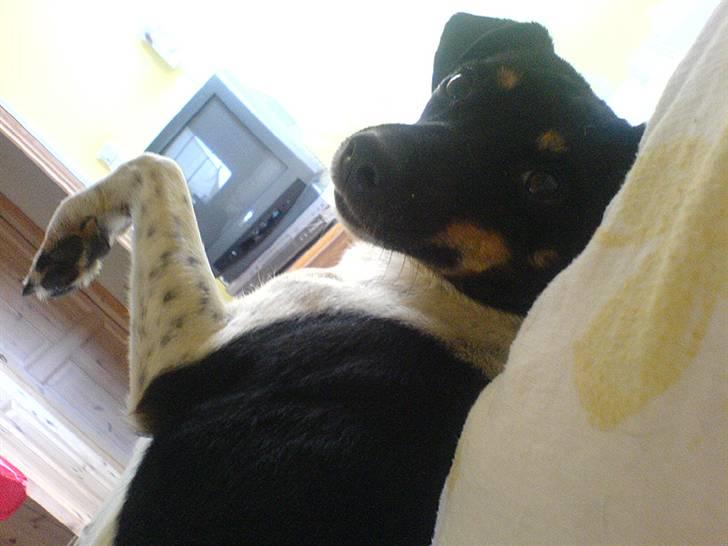 Dansk svensk gaardhund Coco billede 3