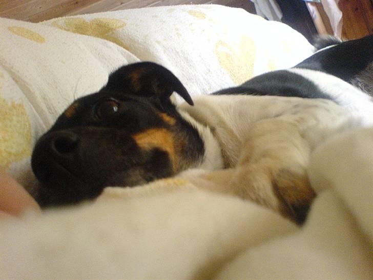 Dansk svensk gaardhund Coco billede 4