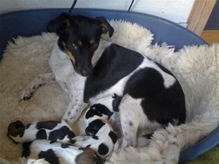 Dansk svensk gaardhund Coco billede 5