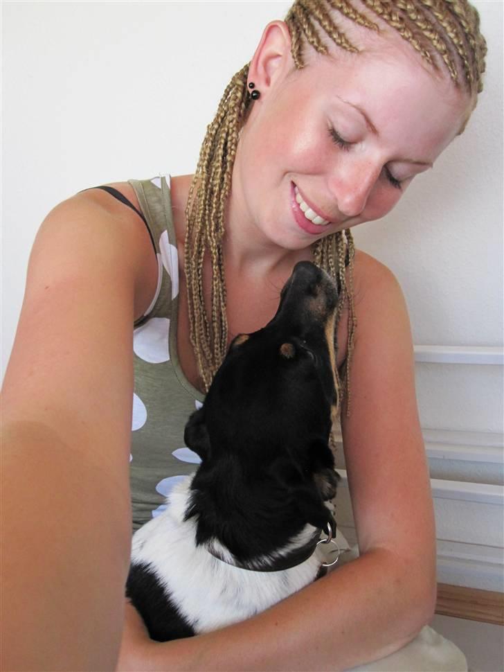 Dansk svensk gaardhund Coco billede 6