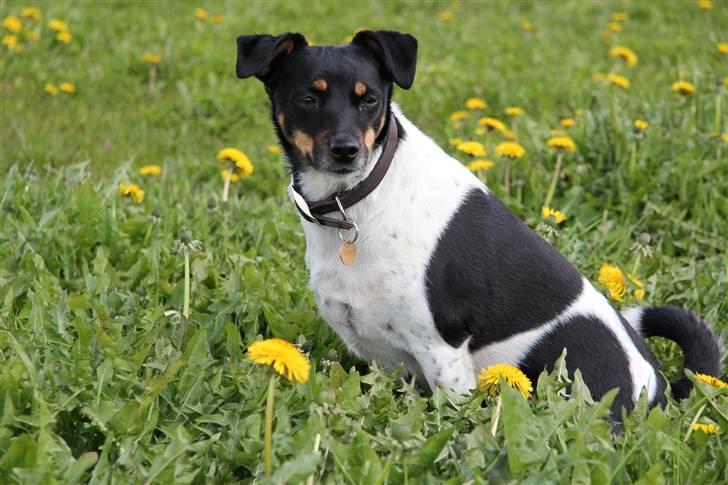 Dansk svensk gaardhund Coco billede 7