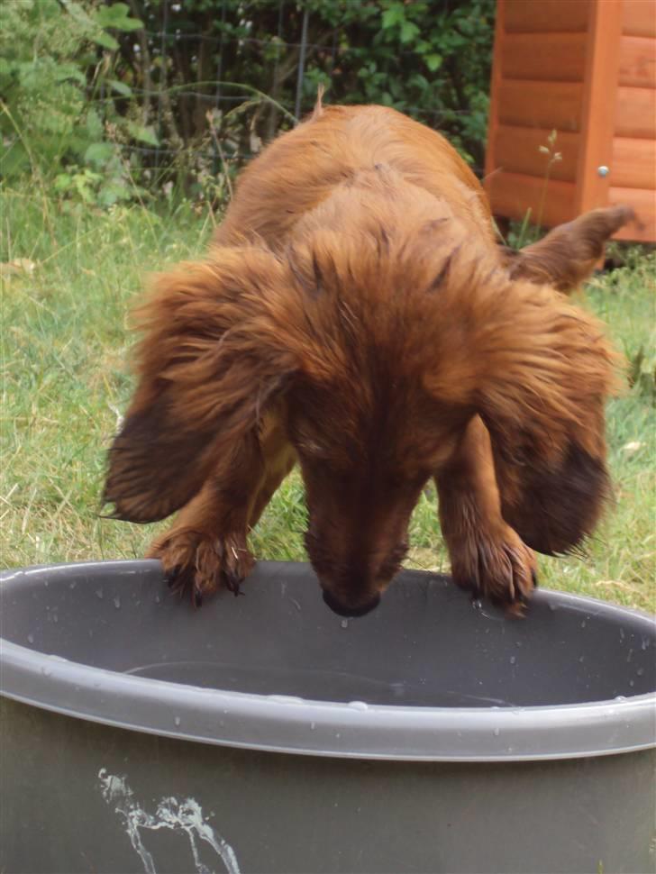 Dværggravhund Balder billede 15